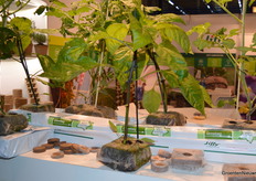 Cultivation without rock wool is possible with Jiffy products.